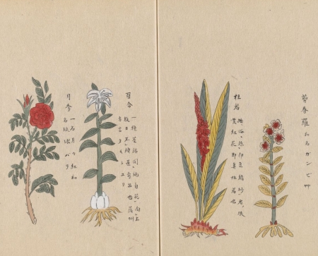 Drawings of plants next to Japanese columns of text