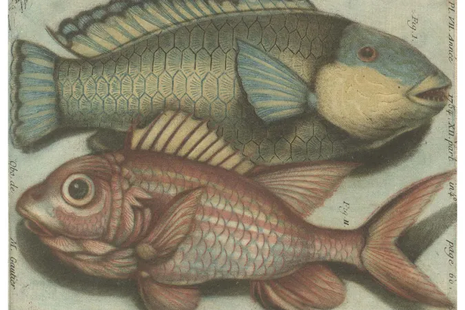 A colored, engraved (mezzotint) plate of two fish positioned like Pisces.