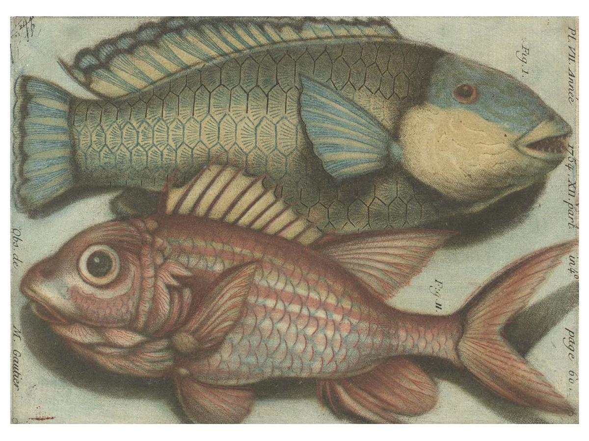 A colored, engraved (mezzotint) plate of two fish positioned like Pisces.