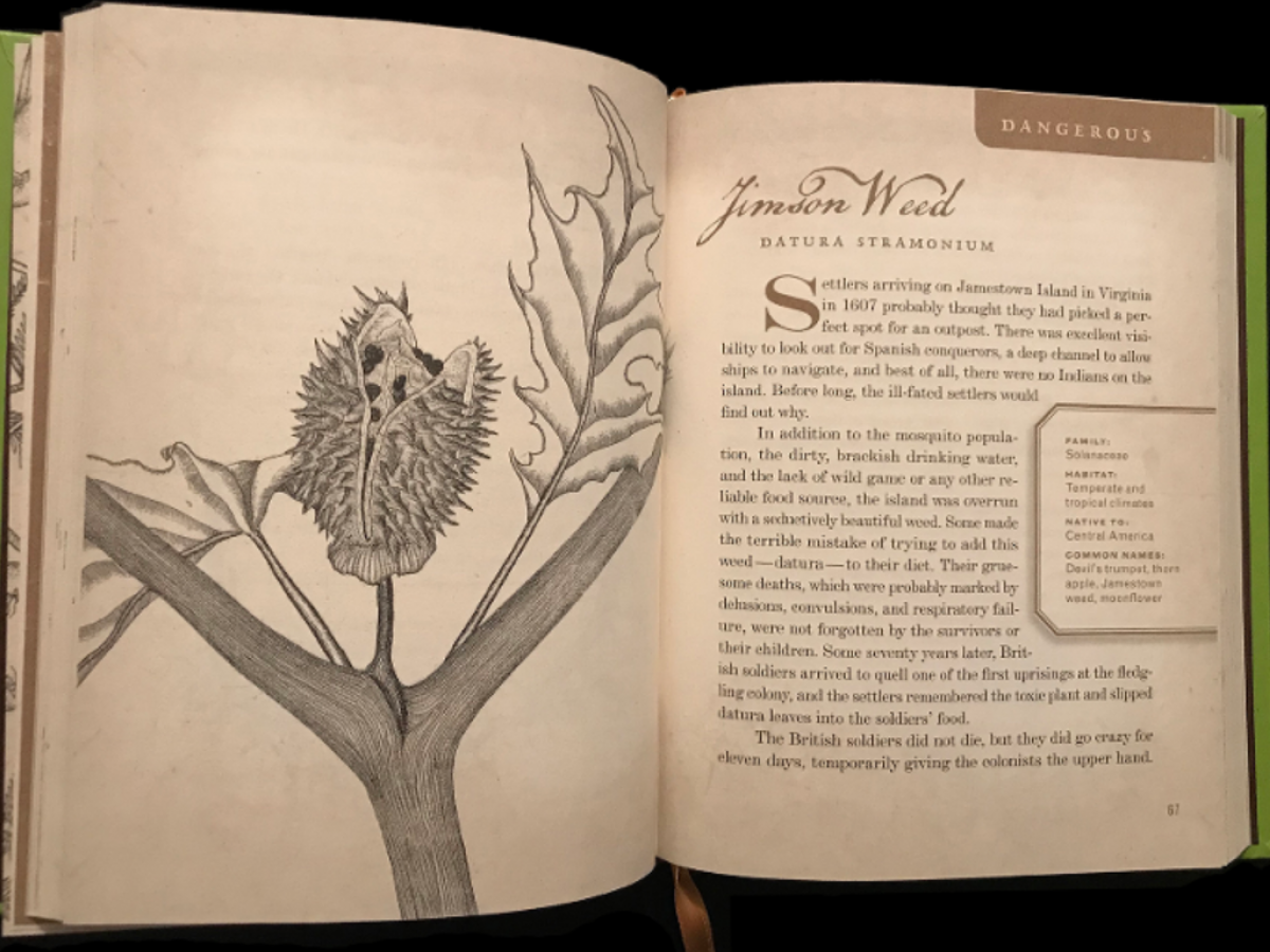 picture of a book interior, with a drawing of a jimson weed