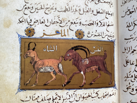 A close up of a facsimiles of an illuminated manuscript, showing ornate text and graphic work.