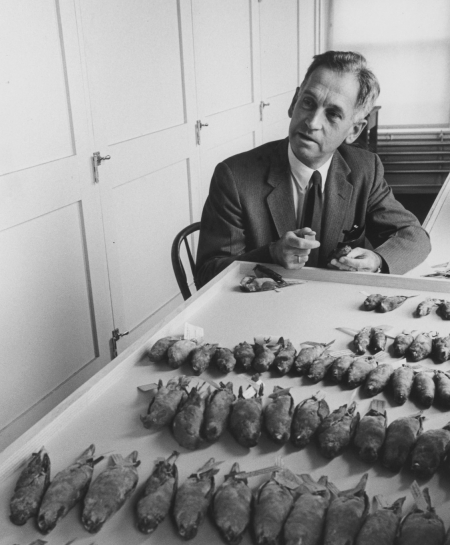 Ernst Mayr with bird collection, circa 1960.