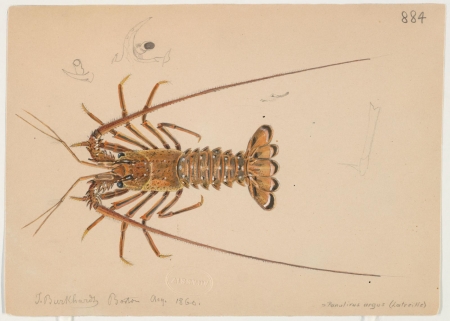 A drawing of a type of shellfish created in by Jacques Burkhardt in 1860.