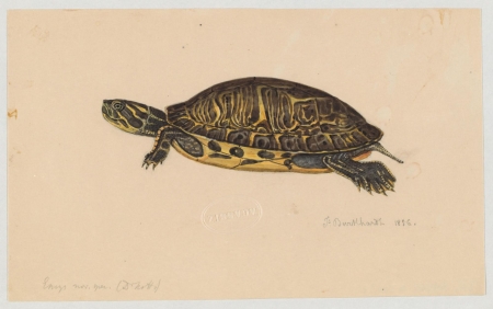 A drawing of an Emys turtle created by Jacques Burkhardt in 1856.