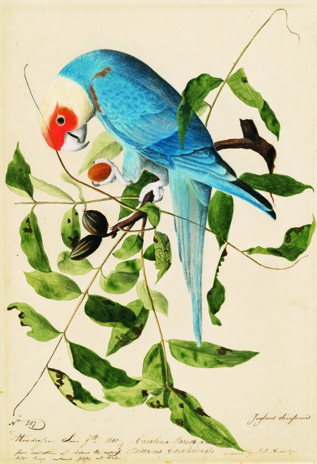 Carolina parakeet. Watercolor, pastel, graphite, and ink on paper, 1811.