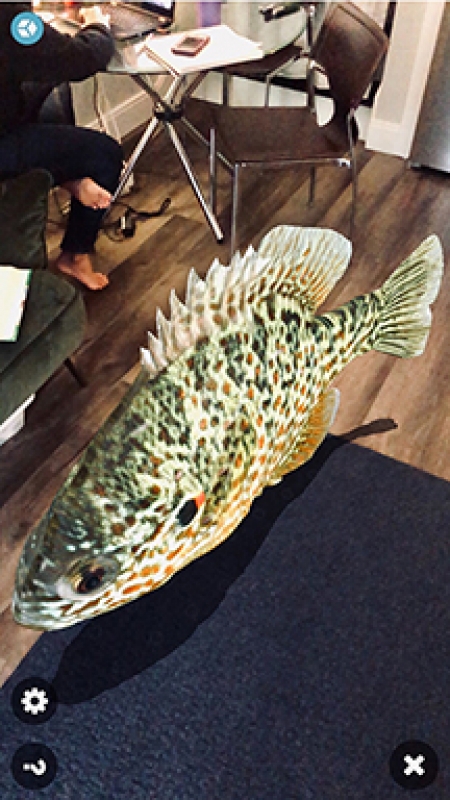 A virtual reality fish