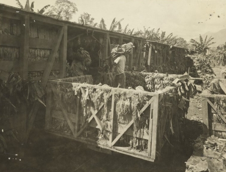 Loading bananas from tram car to Railroad car, Puerto Castilla, Honduras, November 29, 1926