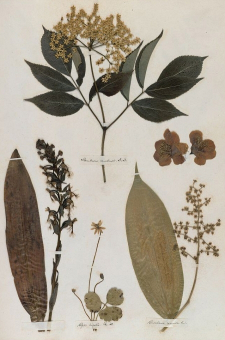 Sequence 30 of Emily Dickinson’s Herbarium featuring five pressed plant specimens