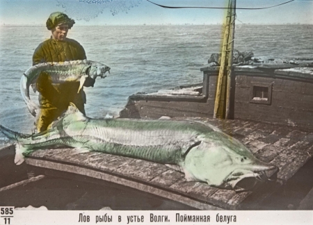 Fishing at the mouth of the Volga. Newly caught beluga.