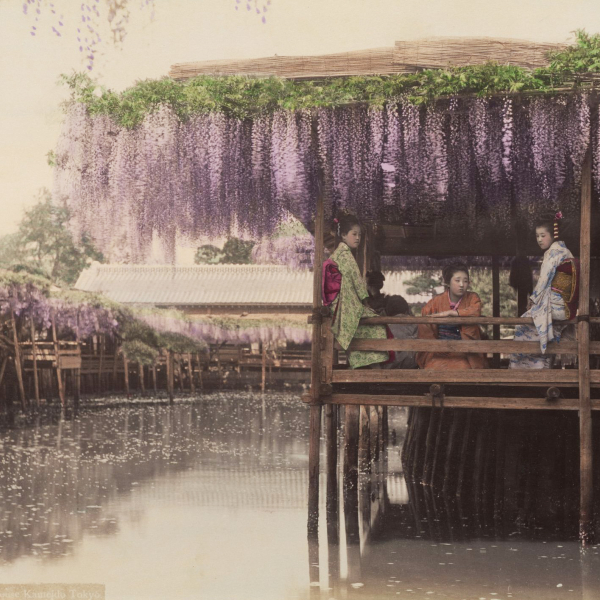 Wisteria tea house, Kameido, Tokyo. 1880s.