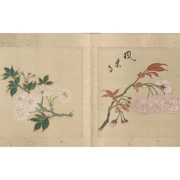 Album opening displaying two watercolor illustrations of pale pink cherry blossoms, one on each page.