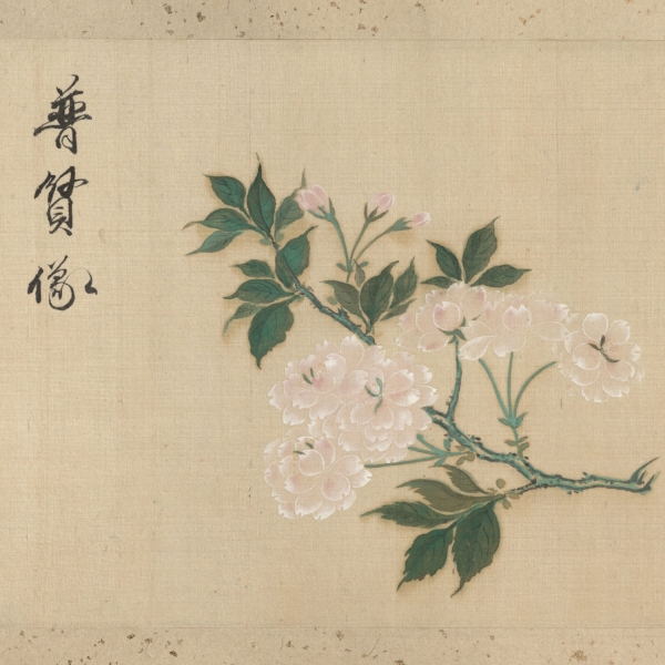 Verso of album opening displaying a watercolor illustration of a branch of pale pink cherry blossoms.