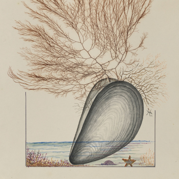 An illustration of seaweed emerging from a mussel shell. 
