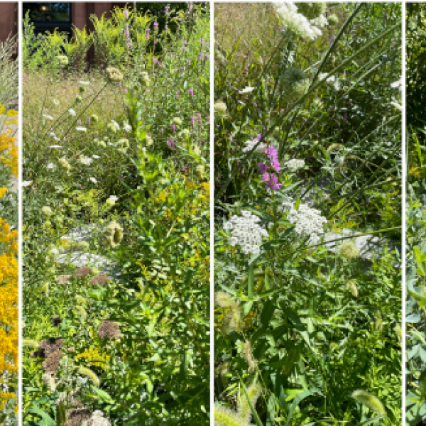 four side-by-side images of bright green plants