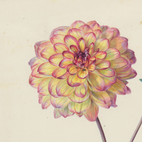 A watercolor of a dahlia flower 