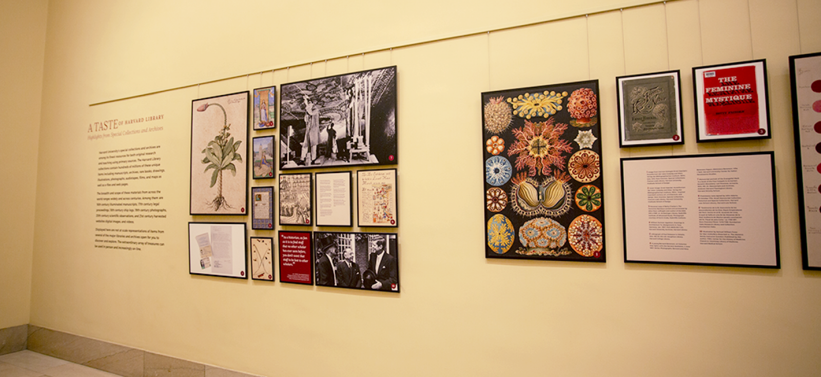 Image of Exhibition in Widener Library Gallery with wall hangings featuring highlights from Harvard Library's Archives and Special Collections 