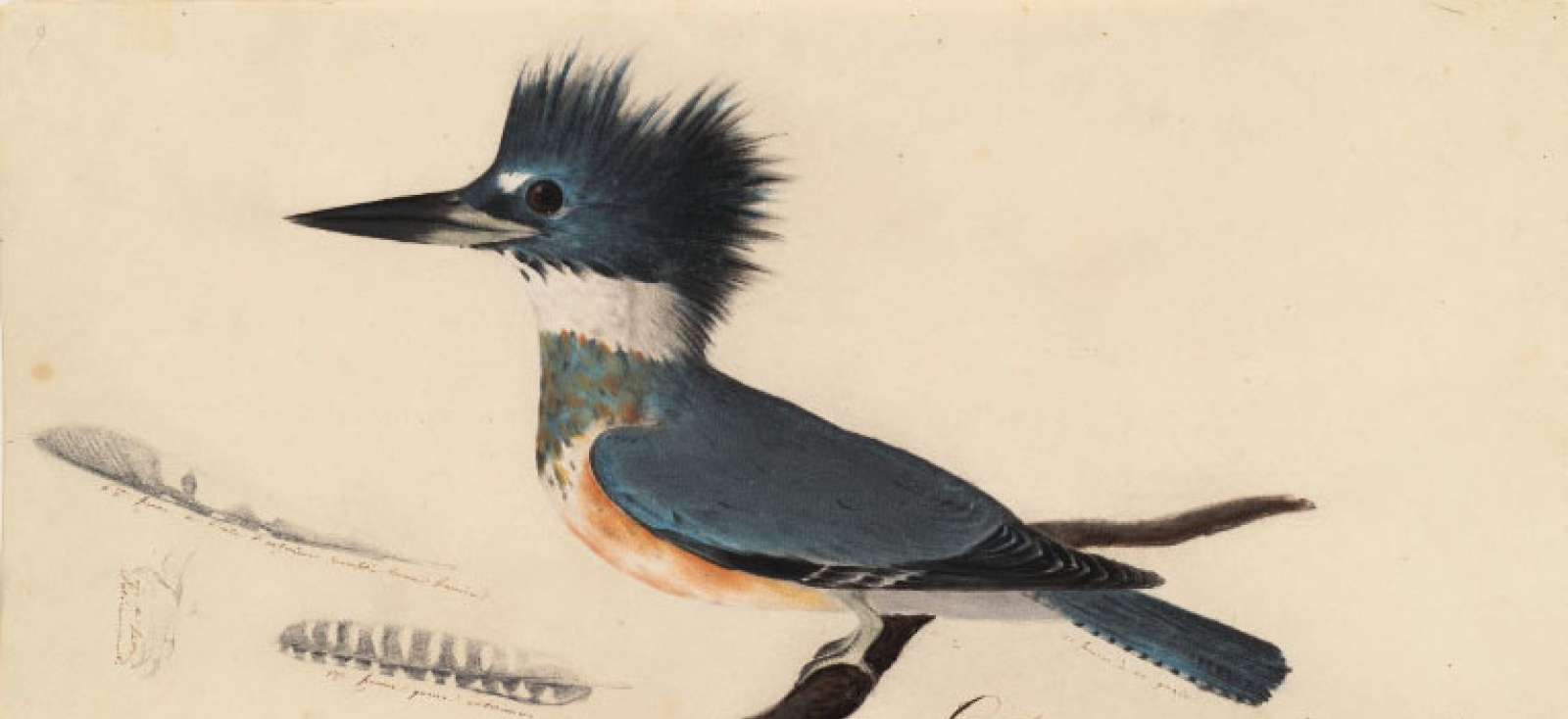 Painting of belted kingfisher 