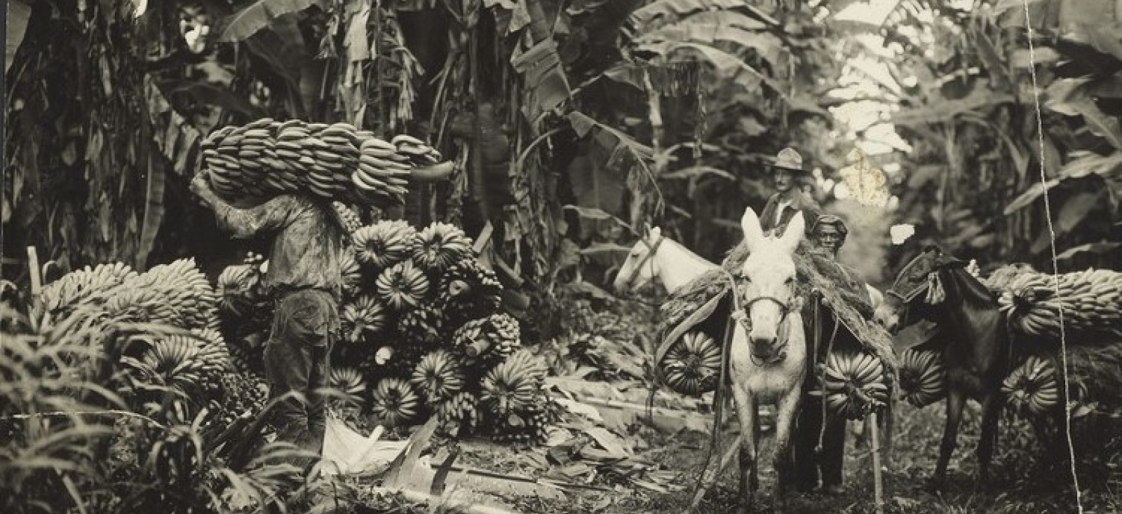 Bringing fruit out to loading platform, Puerto Castilla, Honduras, circa 1920