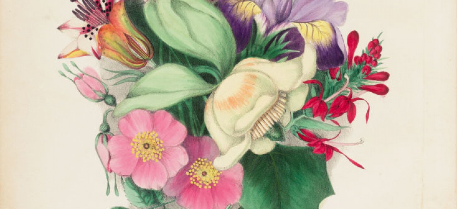 Painting of wild flowers drawn and colored from nature... with an introduction, by Mrs. L. H. Sigourney... New York, 1859. 