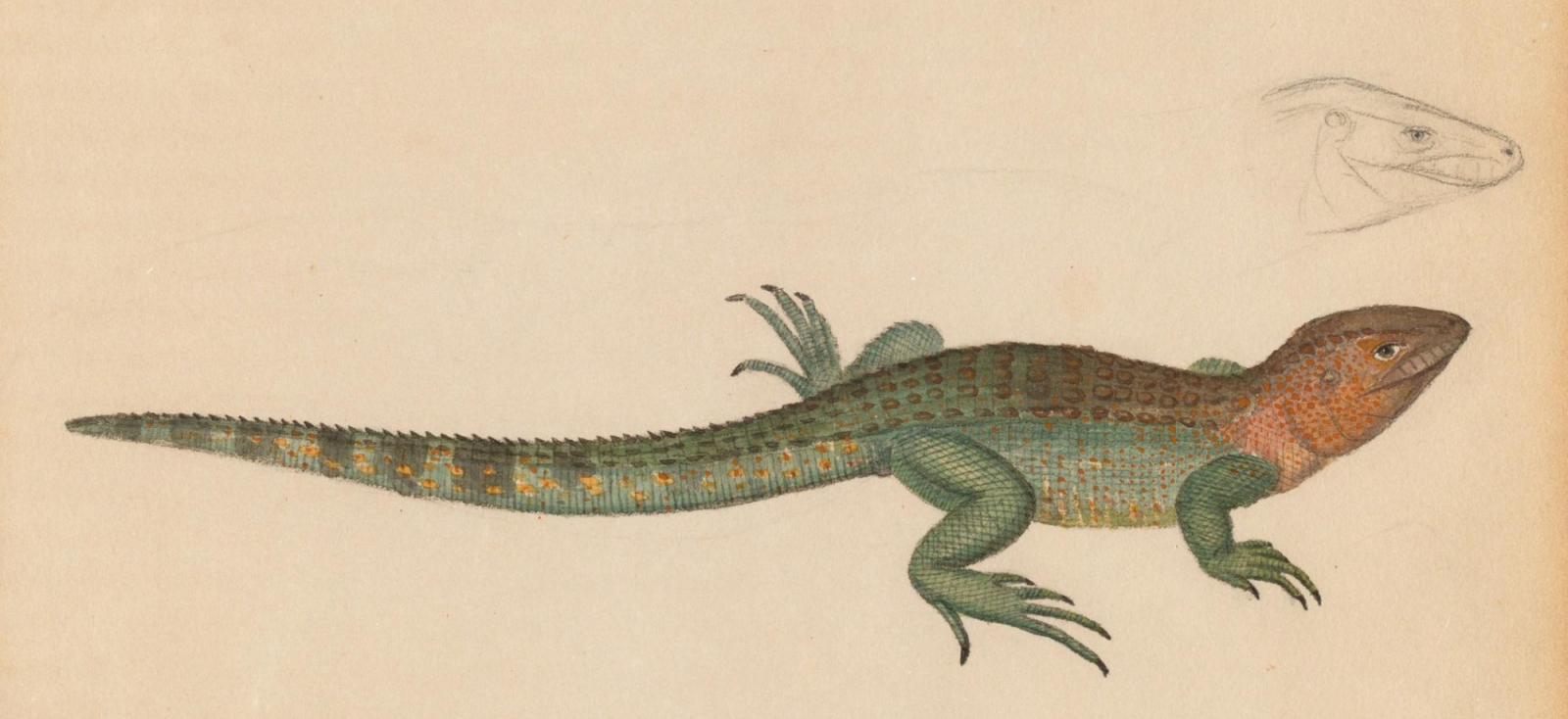 Drawing of a lizard