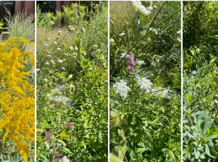 four side-by-side images of bright green plants