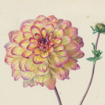 A watercolor of a dahlia flower 